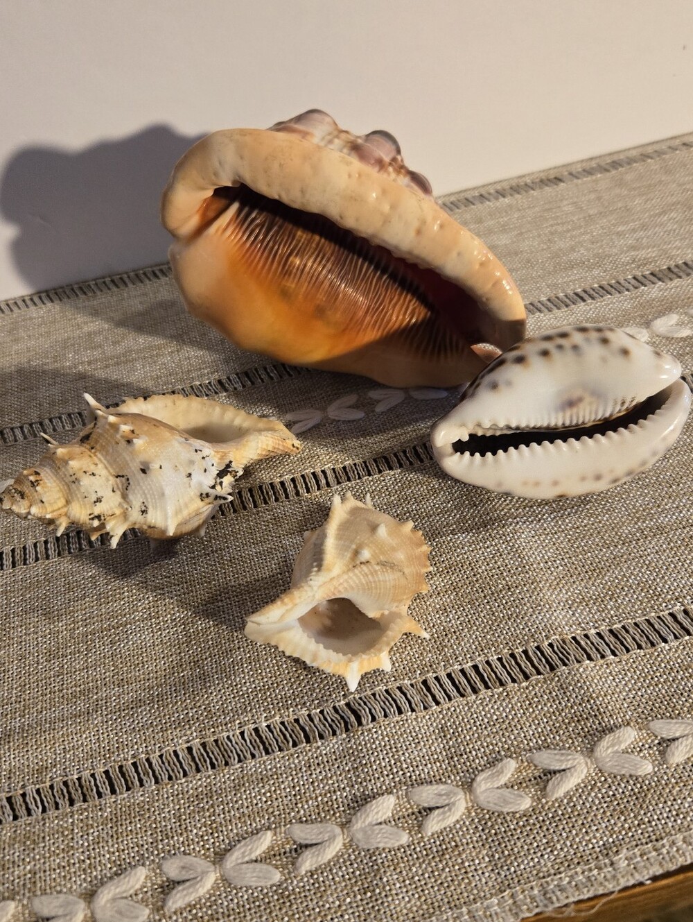 4 Beautiful Sea Shells - Picture 7 of 7
